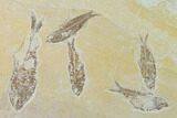 Fossil Fish (Diplomystus & Knightia) Mortality Plate - Wyoming #138682-1